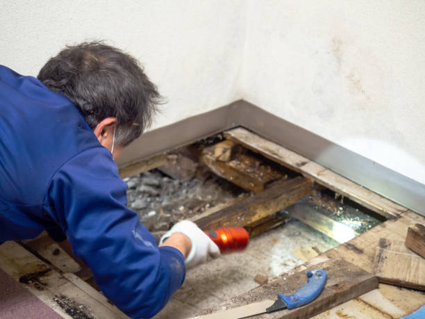 Mold Removal Process in Red Bank, SC