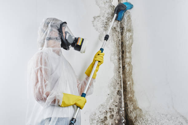 Mold Testing and Removal in Red Bank, SC