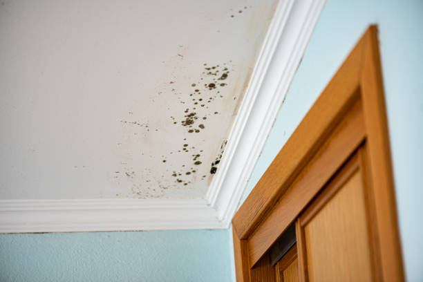 Best Black Mold Removal  in Red Bank, SC