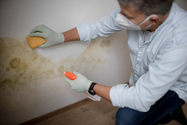 Attic Mold Removal in Red Bank, SC