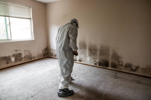 Certified Mold Removal in Red Bank, SC