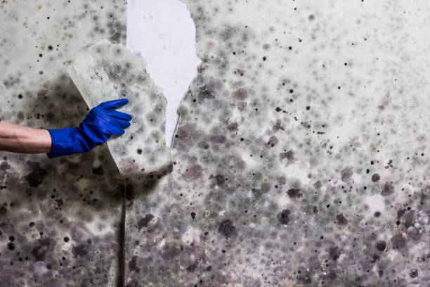 Best Mold Damage Repair  in Red Bank, SC